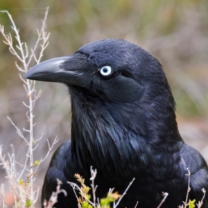 Corvus coronoides at Manly, NSW - 5 Aug 2024