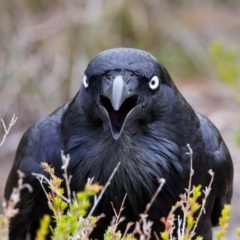 Corvus coronoides at Manly, NSW - 5 Aug 2024