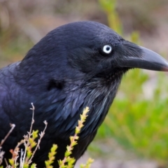 Corvus coronoides at Manly, NSW - 5 Aug 2024