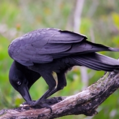 Corvus coronoides at Manly, NSW - 5 Aug 2024 01:39 PM