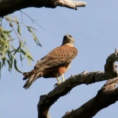 Erythrotriorchis radiatus (Red Goshawk) at Yarraden, QLD - 24 Jun 2012 by MichaelBedingfield