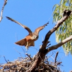 Erythrotriorchis radiatus at Yarraden, QLD - 25 Jun 2012