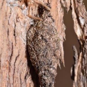 Cebysa leucotelus at Karabar, NSW - 8 Aug 2024