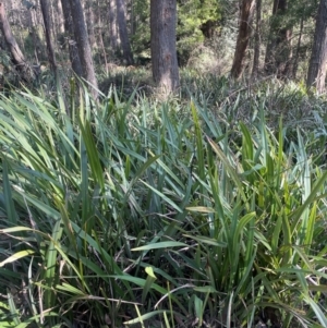 Dianella tasmanica at Rossi, NSW - 7 Aug 2024 10:39 AM