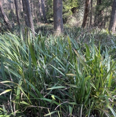 Dianella tasmanica (Tasman Flax Lily) at Rossi, NSW - 7 Aug 2024 by JaneR