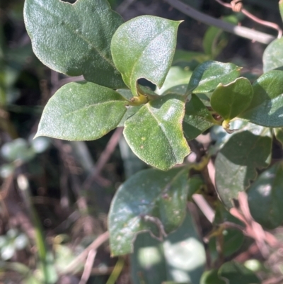 Coprosma hirtella (Currant Bush) at Rossi, NSW - 7 Aug 2024 by JaneR