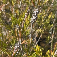 Callistemon pityoides (Alpine Bottlebrush) at Rossi, NSW - 7 Aug 2024 by JaneR