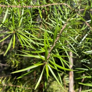 Persoonia linearis at Farringdon, NSW - 7 Aug 2024 01:46 PM