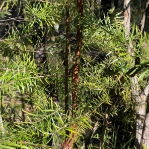 Persoonia linearis at Farringdon, NSW - 7 Aug 2024 01:46 PM