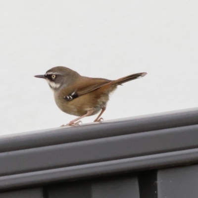 Sericornis frontalis (White-browed Scrubwren) at Hughes, ACT - 8 Aug 2024 by LisaH