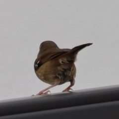 Sericornis frontalis at Hughes, ACT - 8 Aug 2024