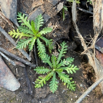 Cotula alpina (Alpine Cotula) at Farringdon, NSW - 7 Aug 2024 by JaneR