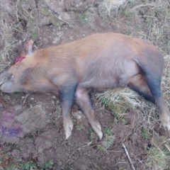 Sus scrofa at Symonston, ACT - 9 Aug 2024