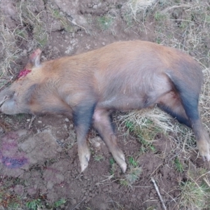 Sus scrofa at Symonston, ACT - 9 Aug 2024