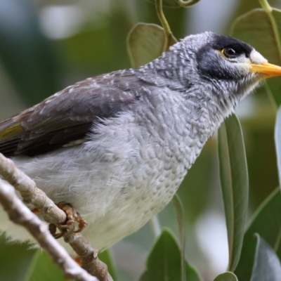 Manorina melanocephala (Noisy Miner) at Manly, NSW - 5 Aug 2024 by jb2602