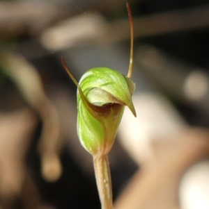 Pterostylis concinna at Thirlmere, NSW - suppressed