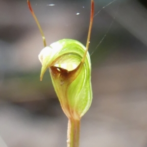 Pterostylis concinna at Thirlmere, NSW - 7 Aug 2024