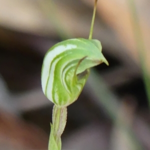 Pterostylis concinna at Thirlmere, NSW - 7 Aug 2024