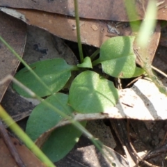 Pterostylis concinna at Thirlmere, NSW - suppressed