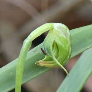 Pterostylis nutans at Thirlmere, NSW - suppressed