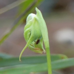 Pterostylis nutans at Thirlmere, NSW - suppressed