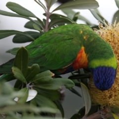 Trichoglossus moluccanus (Rainbow Lorikeet) at Manly, NSW - 5 Aug 2024 by jb2602