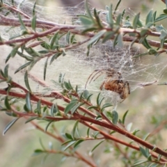 Deliochus idoneus (A leaf curling spider) at Cook, ACT - 6 Aug 2024 by CathB