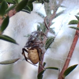 Deliochus idoneus at Cook, ACT - 6 Aug 2024