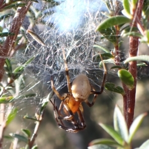 Deliochus idoneus at Cook, ACT - 6 Aug 2024