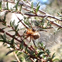 Deliochus idoneus at Cook, ACT - 6 Aug 2024