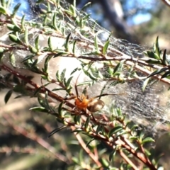 Deliochus idoneus at Cook, ACT - 6 Aug 2024