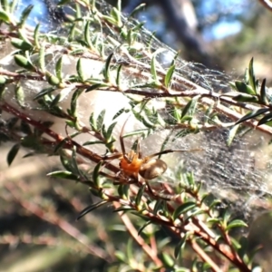 Deliochus idoneus at Cook, ACT - 6 Aug 2024