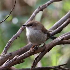 Malurus cyaneus at Mount Annan, NSW - 2 Aug 2024