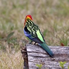 Platycercus eximius (Eastern Rosella) at Mount Annan, NSW - 2 Aug 2024 by jb2602