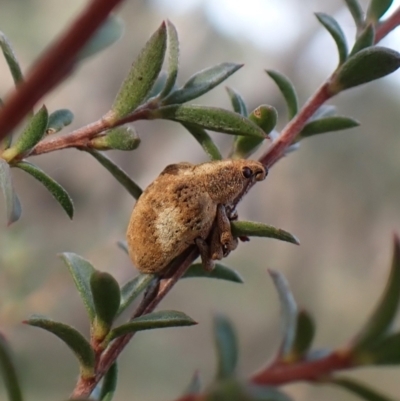 Gonipterus pulverulentus (Eucalyptus weevil) at Cook, ACT - 5 Aug 2024 by CathB