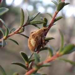 Gonipterus pulverulentus at Cook, ACT - 5 Aug 2024