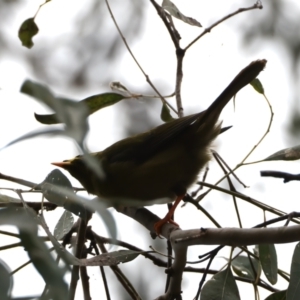 Manorina melanophrys at Mount Annan, NSW - 2 Aug 2024