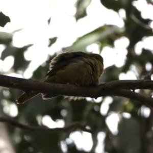 Manorina melanophrys at Mount Annan, NSW - 2 Aug 2024