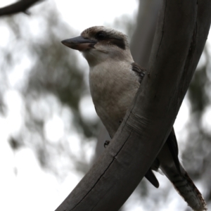 Dacelo novaeguineae at Mount Annan, NSW - 2 Aug 2024 12:42 PM