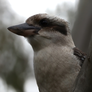 Dacelo novaeguineae at Mount Annan, NSW - 2 Aug 2024