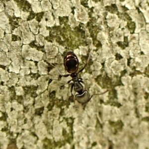 Ochetellus sp. (genus) at Cook, ACT - 5 Aug 2024