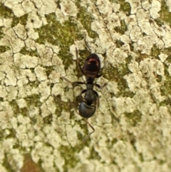 Ochetellus sp. (genus) at Cook, ACT - 5 Aug 2024