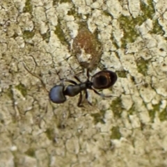 Ochetellus sp. (genus) at Cook, ACT - 5 Aug 2024