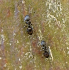 Ochetellus sp. (genus) at Cook, ACT - 5 Aug 2024