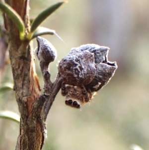 Opisthoncus serratofasciatus at Cook, ACT - 6 Aug 2024