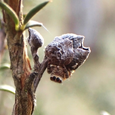 Opisthoncus serratofasciatus (Chevronned jumper) at Cook, ACT - 6 Aug 2024 by CathB