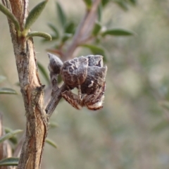 Opisthoncus serratofasciatus at Cook, ACT - 6 Aug 2024