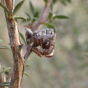 Opisthoncus serratofasciatus at Cook, ACT - 6 Aug 2024 01:43 PM