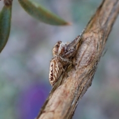 Opisthoncus serratofasciatus at Cook, ACT - 6 Aug 2024