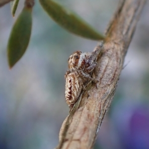 Opisthoncus serratofasciatus at Cook, ACT - 6 Aug 2024